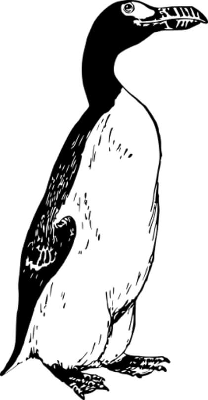 Illustration of a Great Auk