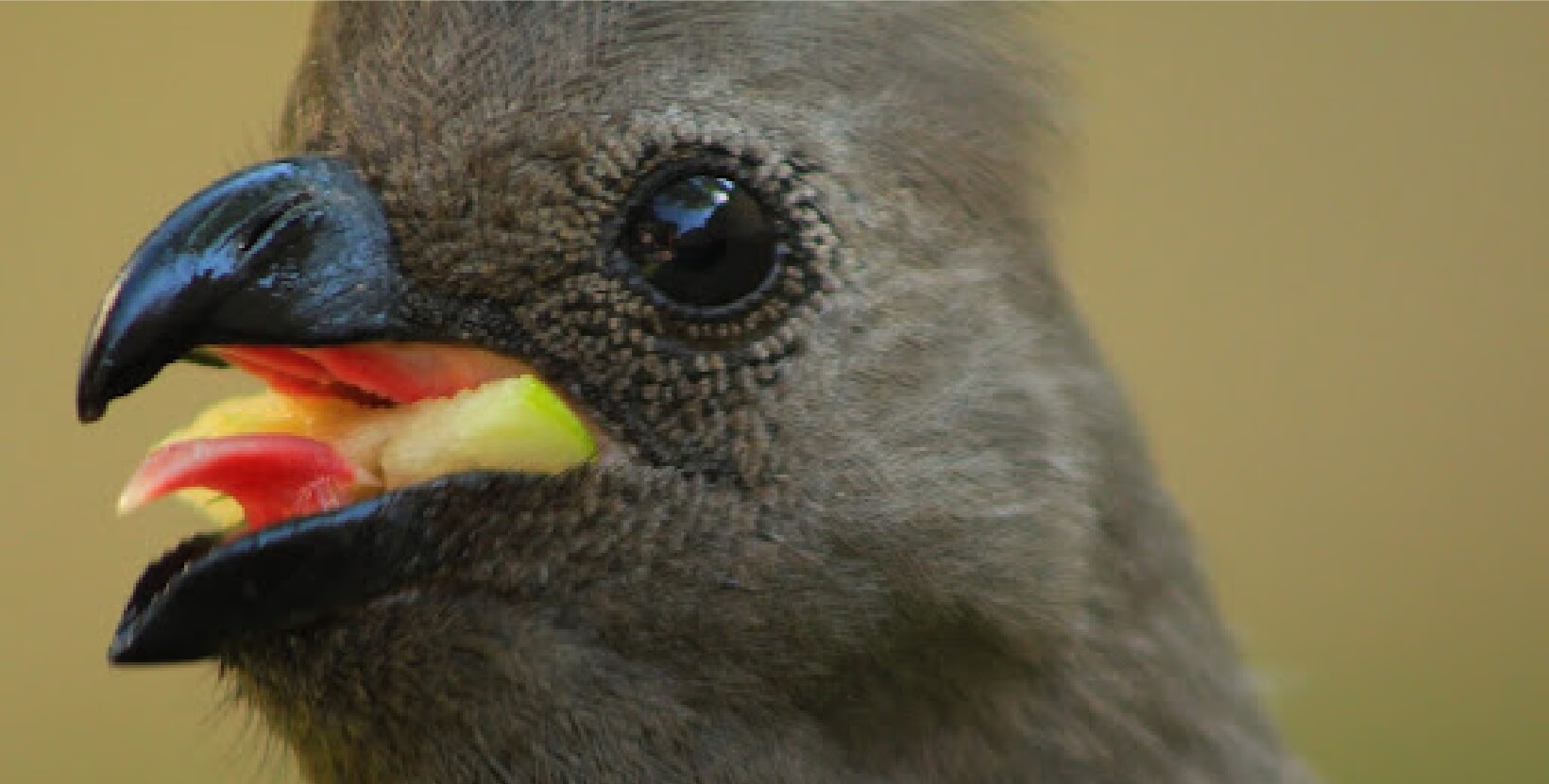 Close up shot of a go-away bird's face, while squawking