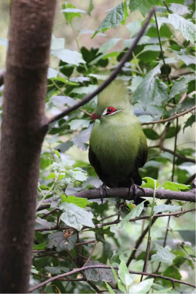 Photograph of a go-away bird from afar, perched in a dense tree