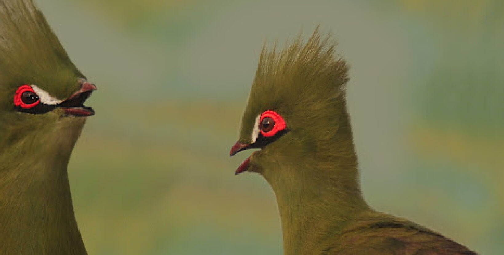 Two go-away birds next each other, squawking