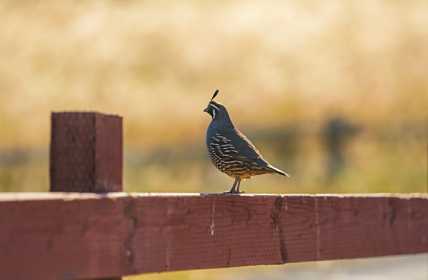 A photograph of a bird sitting on a fence