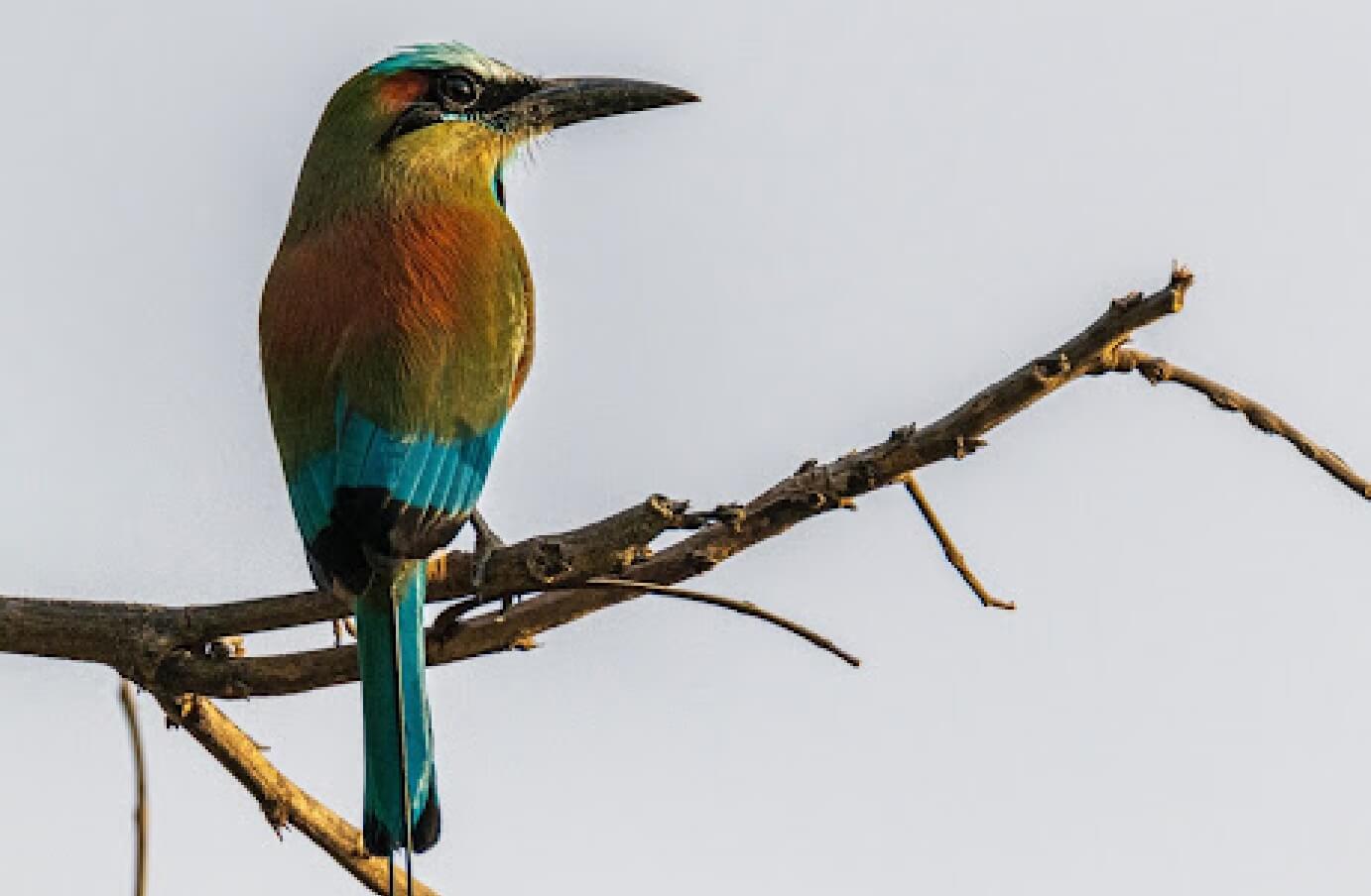 Colorful Motmot perched on a branch looking out into the sky