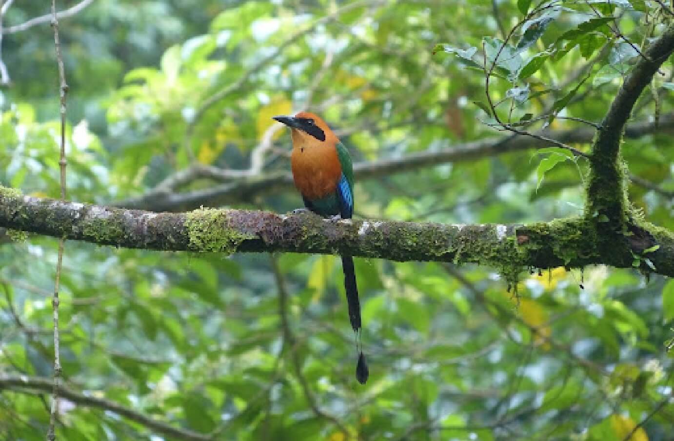 zoomed out shot of a Motmot perchec on a tree, amonsgt thick branches and leaves