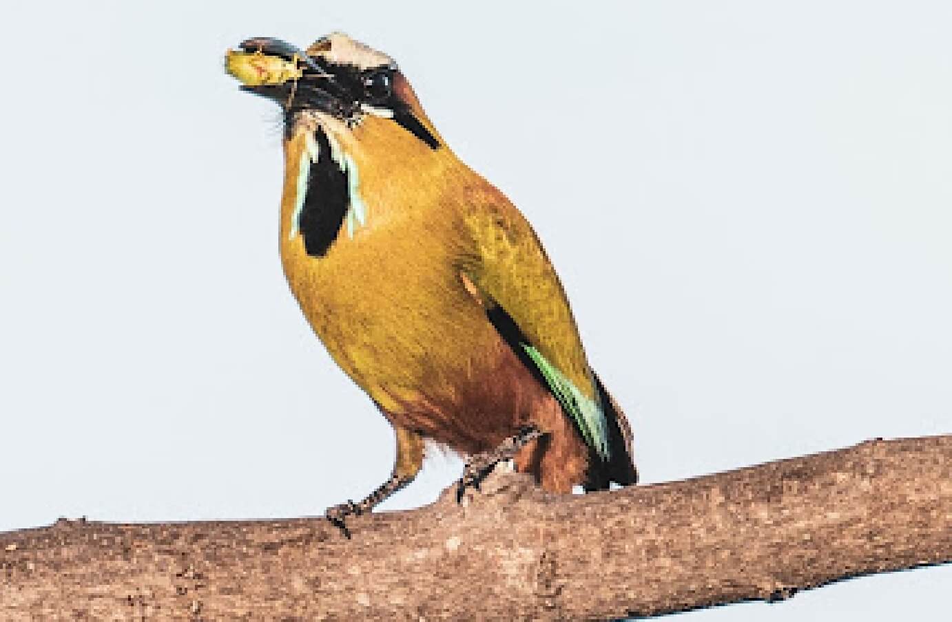 Motmot holding some food in its mouth, perched on a tree