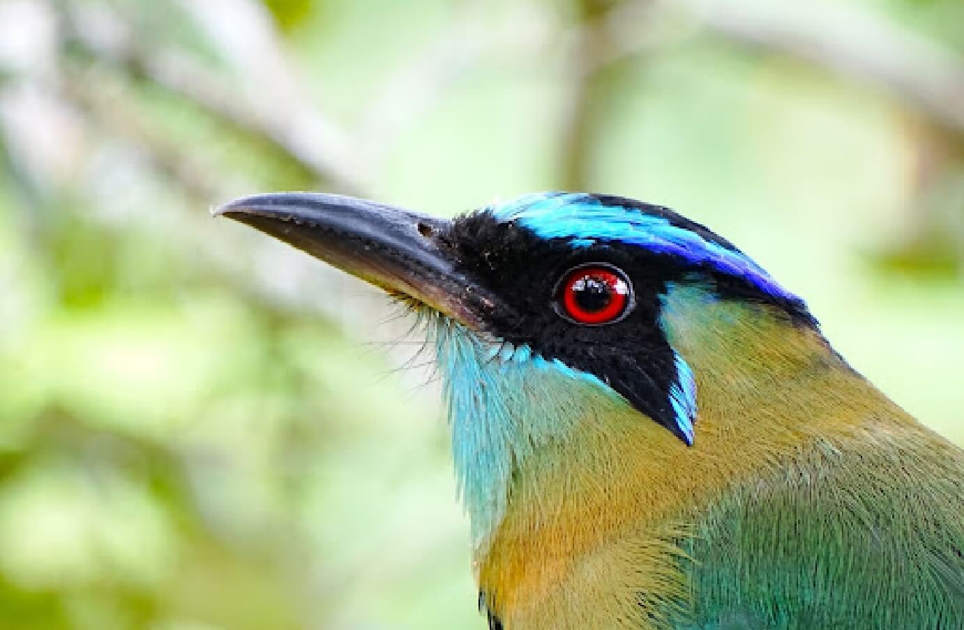 Zoomed in shot of a Motmot's face, showing vibrant colors