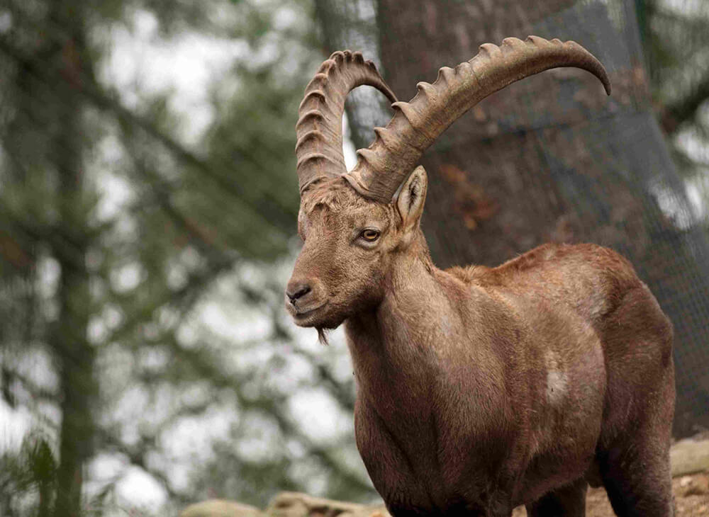 Photgraph of a Pyrenean Ibex looking towards the camera, in a mountainside forest