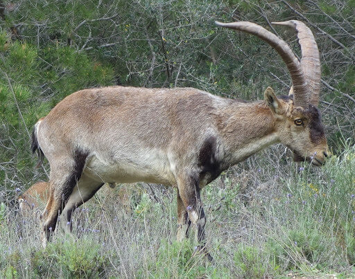 Photo of a Pyrenean Ibex in the wild, on a grassy mountainside