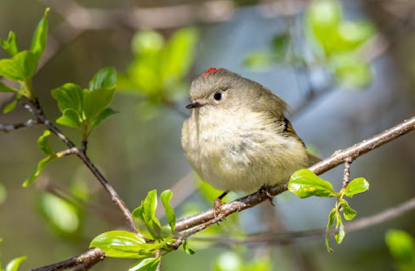 a Ruby-Crowned Kinglet perched on a branch, looking towards the direction of the camera