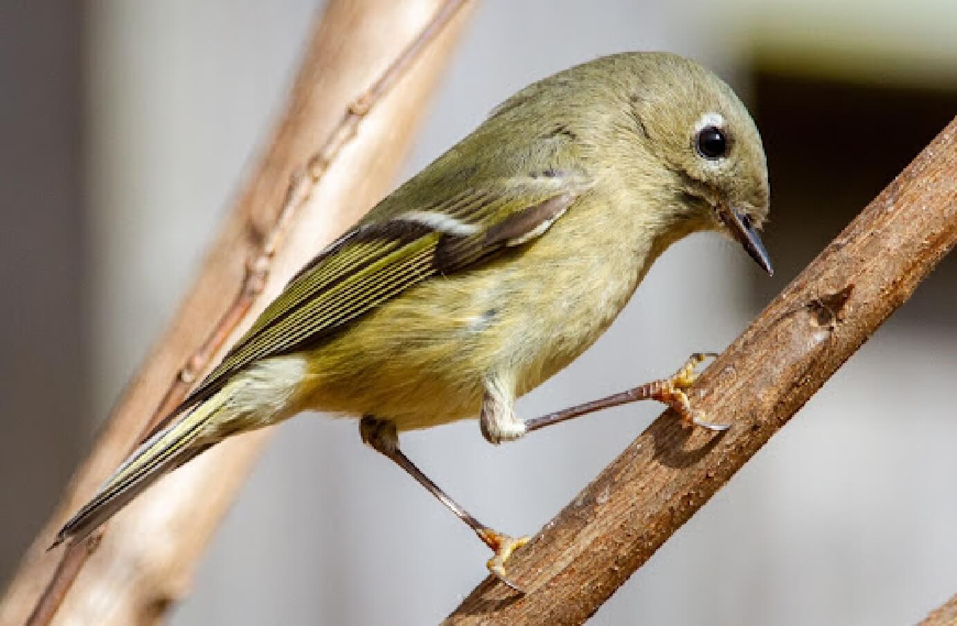 a Ruby-Crowned Kinglet perched on a branch, pressing it's beak into the brach