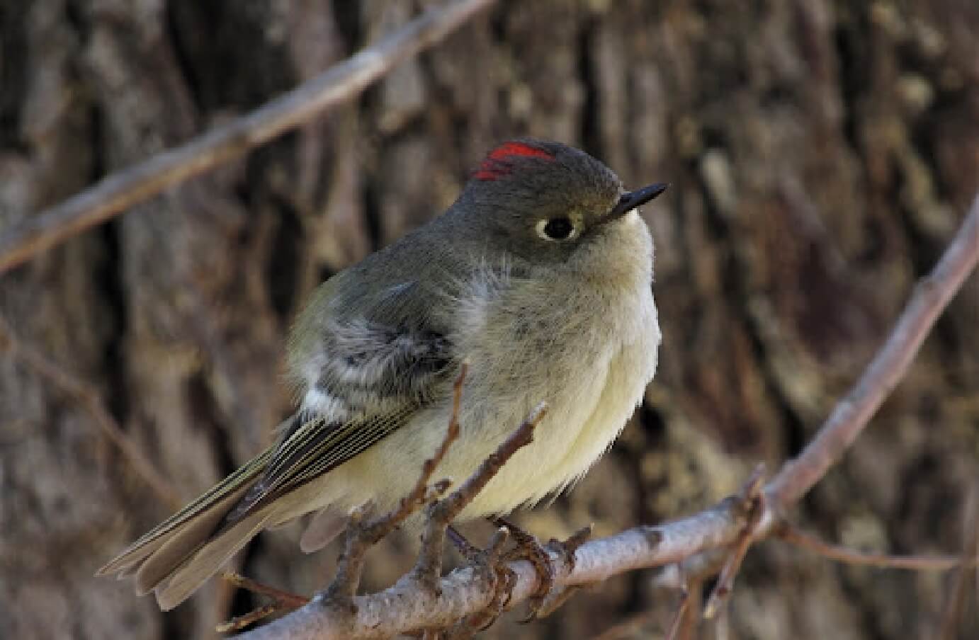 a Ruby-Crowned Kinglet perched on a branch devoid of leaves, oresumably in a colder time of year