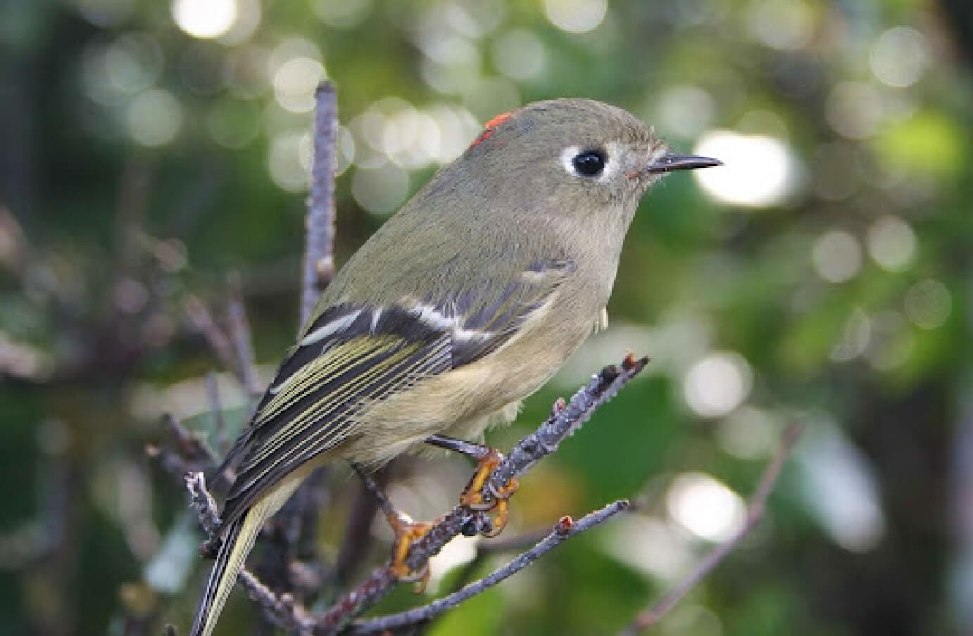 side profile of a Ruby-Crowned Kinglet