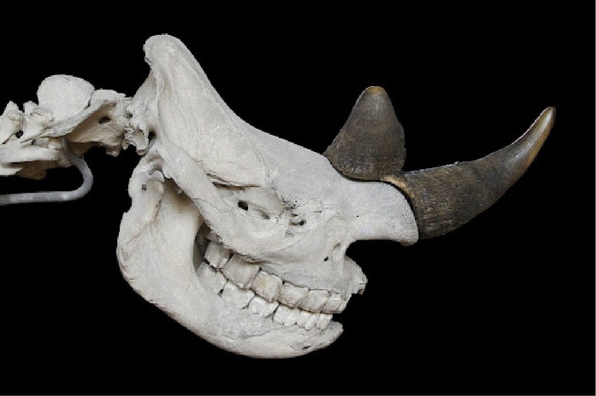 Photograph of the profile of a Black Rhinoceros skull