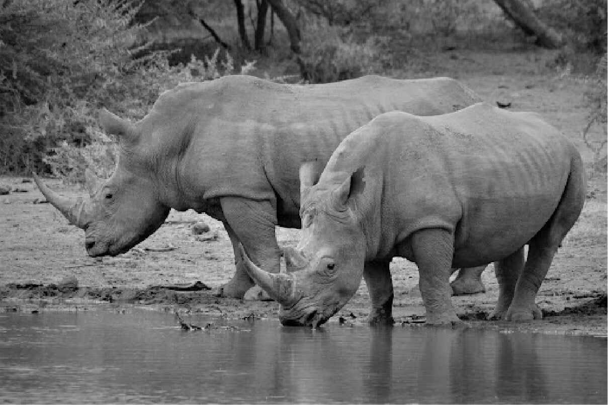 Photograph of two Black Rhinoceros drinking from a water source in the wild
