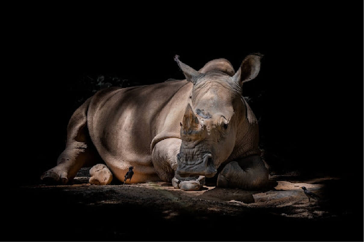 Photo of a Black Rhinoceros laying on the ground in a shaded area