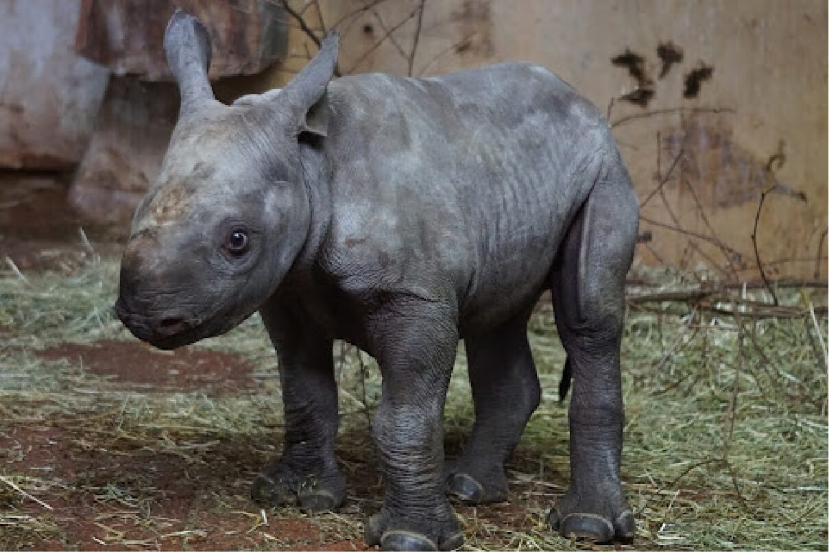 A baby Black Rhinoceros standing and looking towards the camera