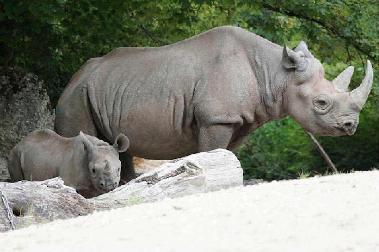 Photograph of an adult and a baby Black Rhinoceros standing next to each other
