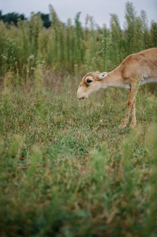 side profile photo of a saiga antelope in a tall grassy field