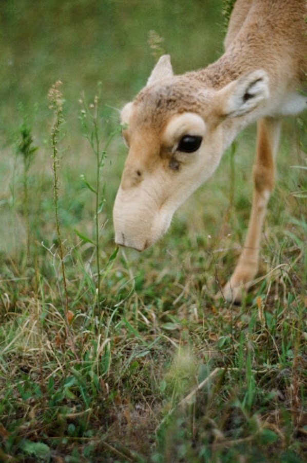 Close up photo of a saiga antelope in a tall grassy field, leaning down to eat some grass