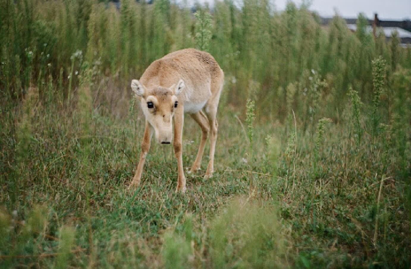 Photo taken from afar of a saiga antelope in a tall grassy field