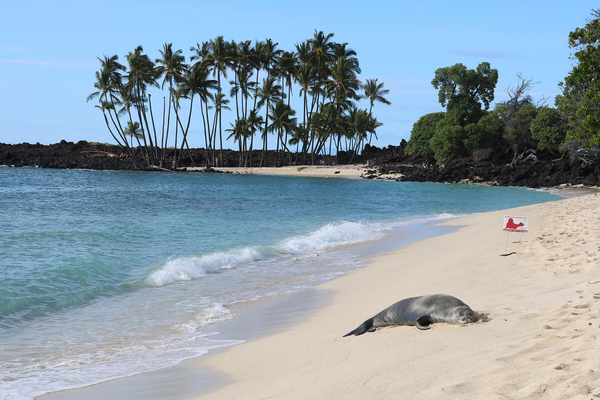 Picture of a seal laying on a tropical beach