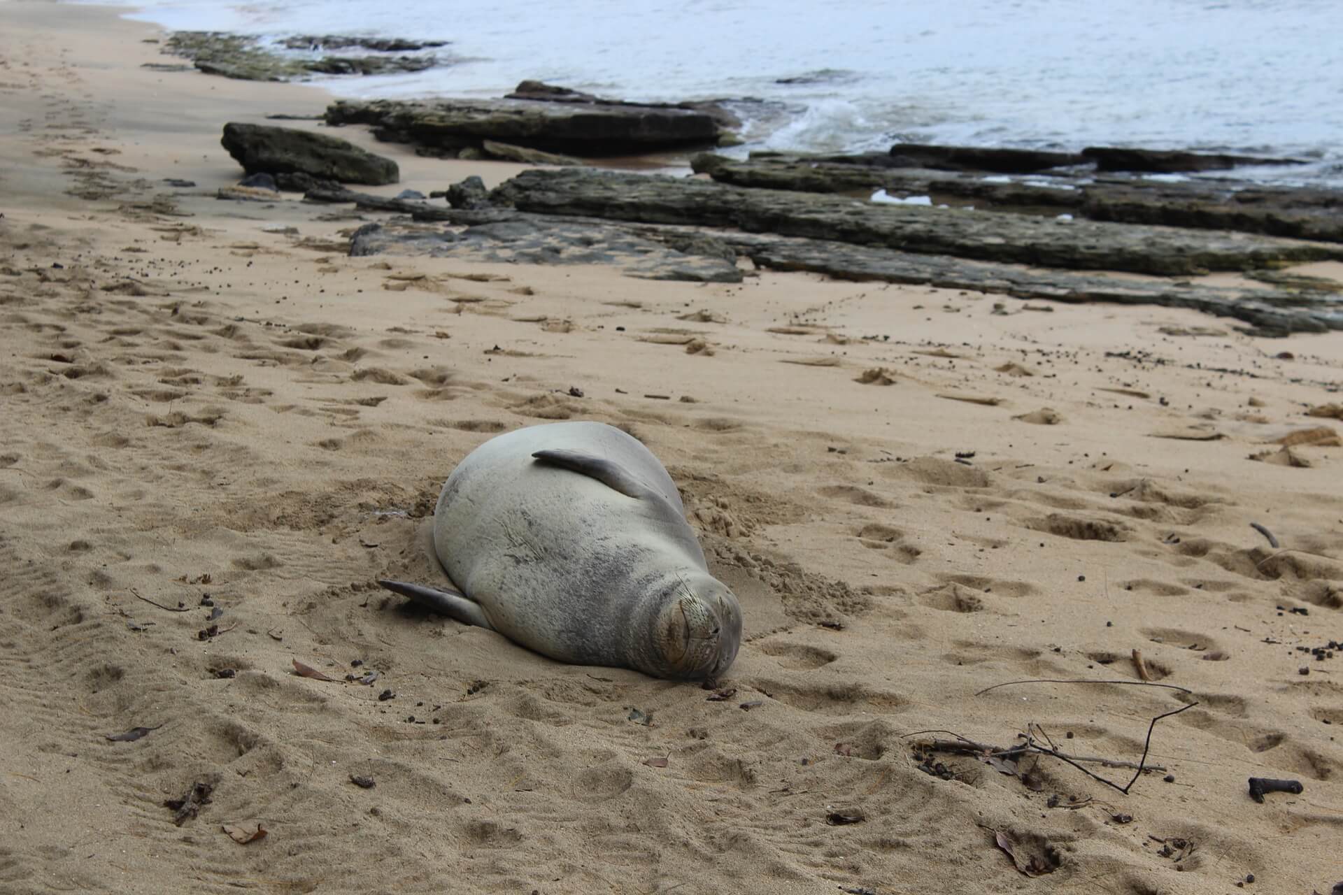 Photo of a seal asleep on the sand near some rocky ocean water