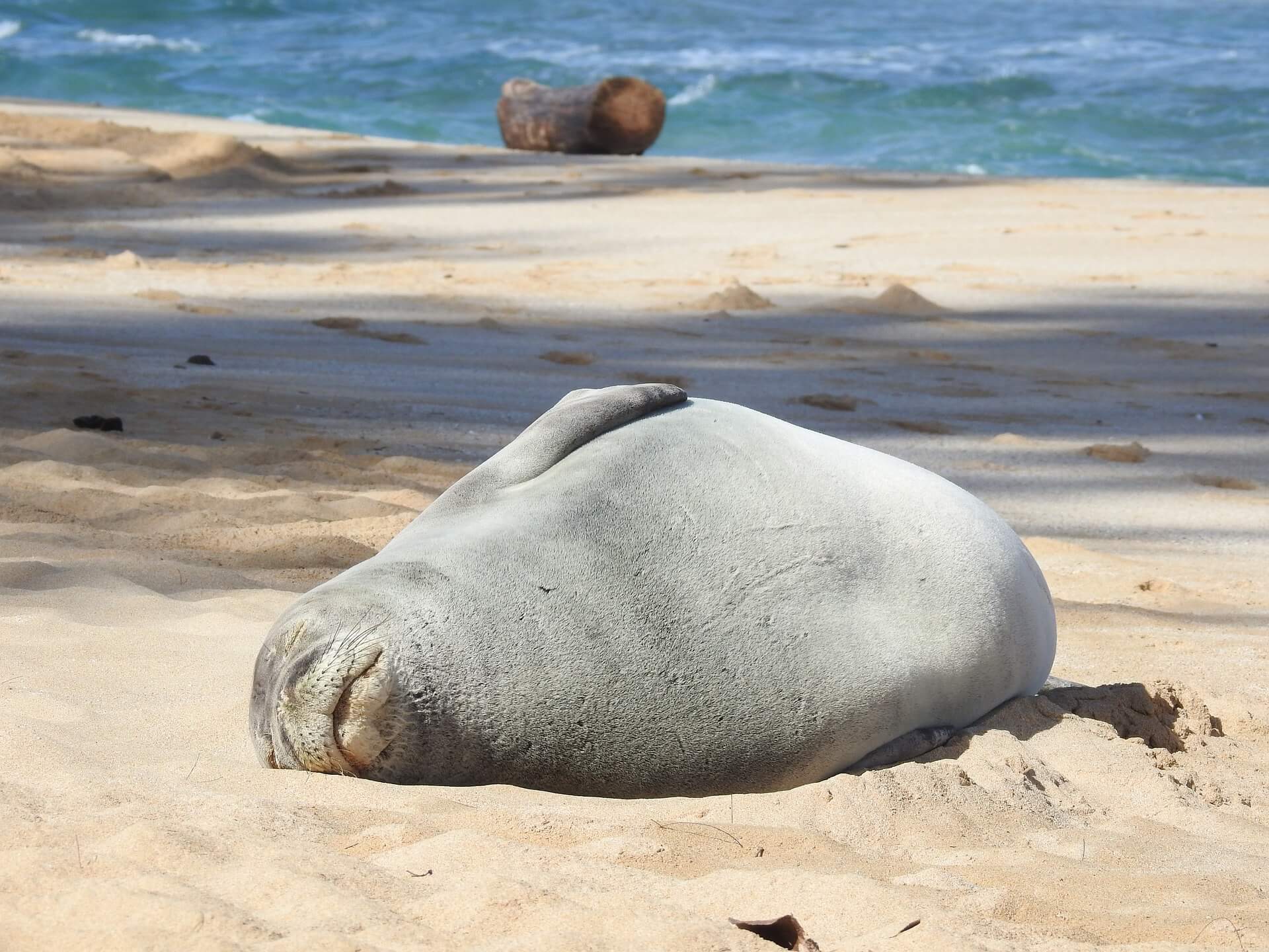 Photo of a seal laying on its side in the sand