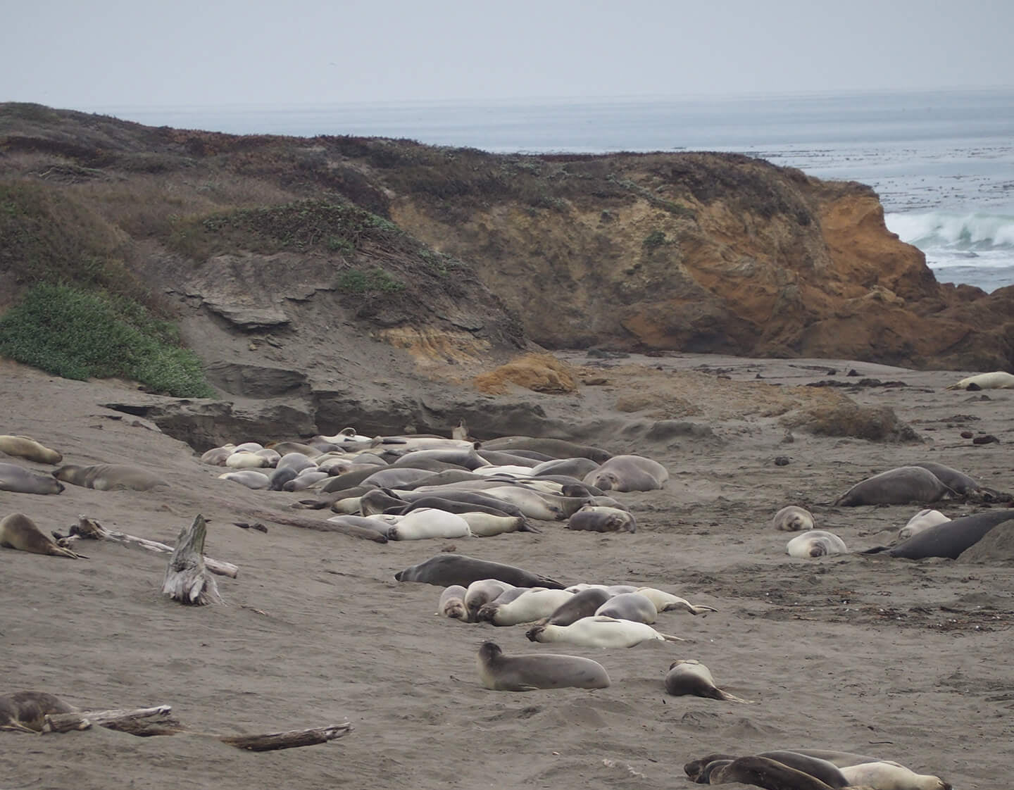 Photo of a large pack of seals all lounging on the beach