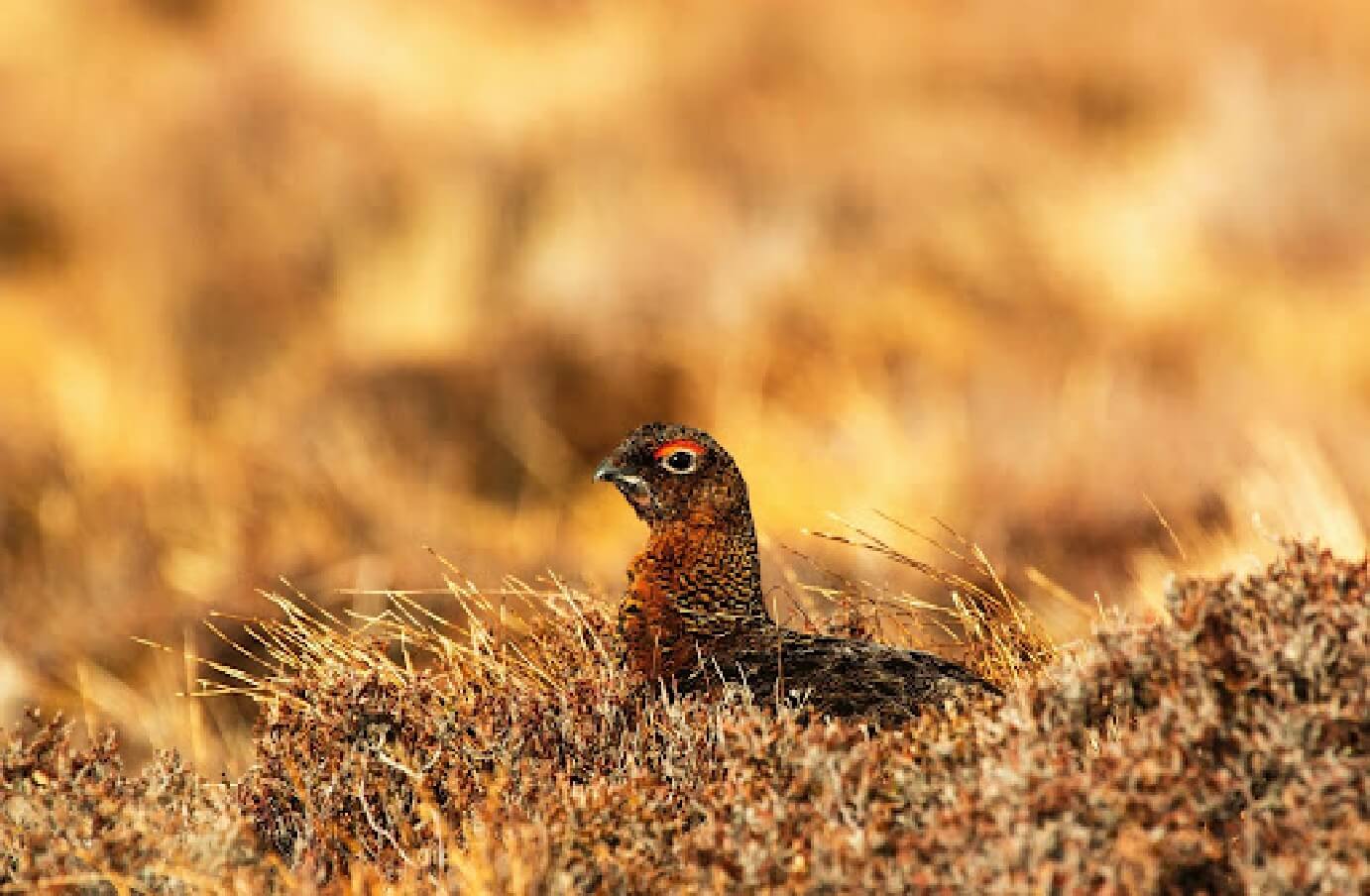 Photograph of a Sooty Grouse laying down in a field