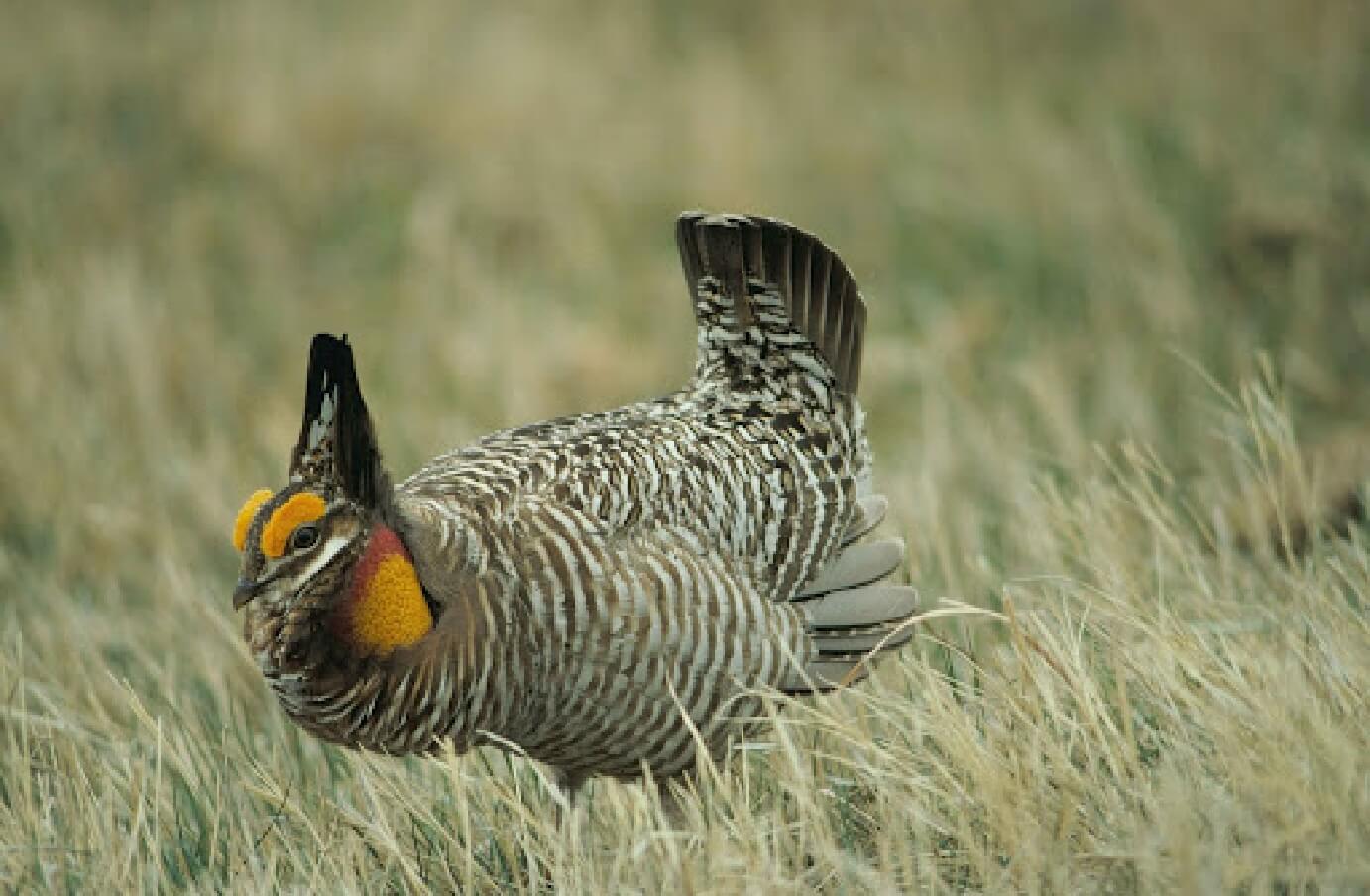 Photograph of a Sooty Grouse standing up in some short grass