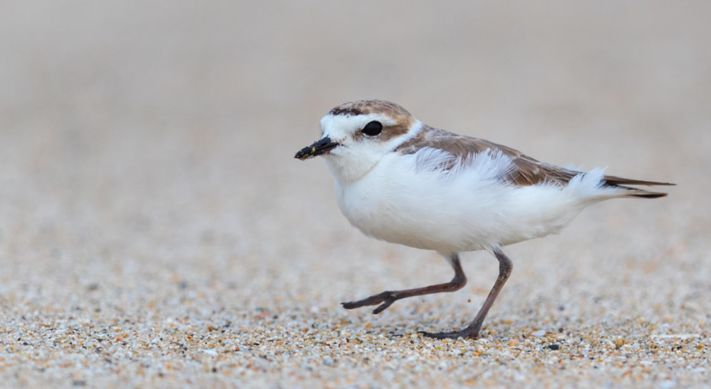 Picture of a Snowy Plover sitting in the sand