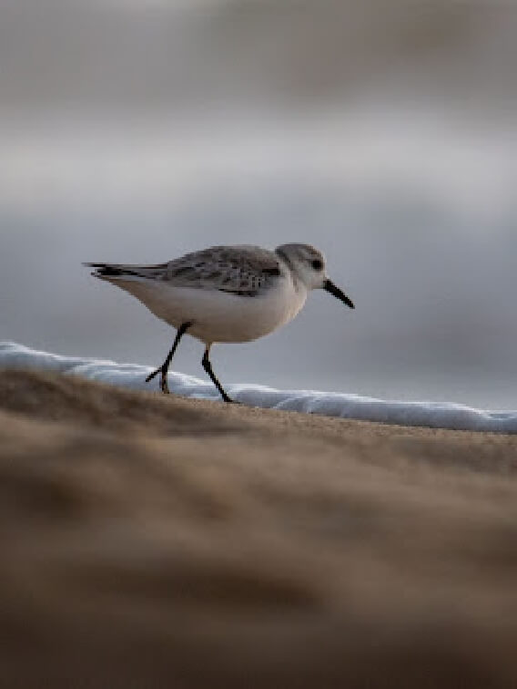 Picture of a Snowy Plover running across the sand