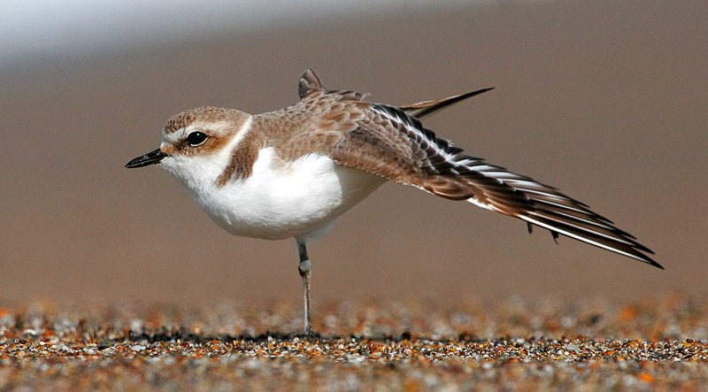 Picture of a Snowy Plover sticking it's nose into some water