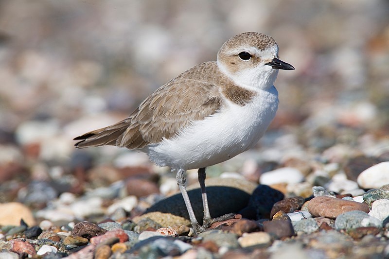 Picture of a Snowy Plover running across the sand