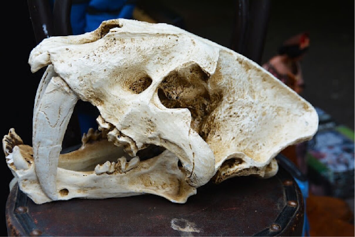 Close up photograph of a saber toothed cat's skull