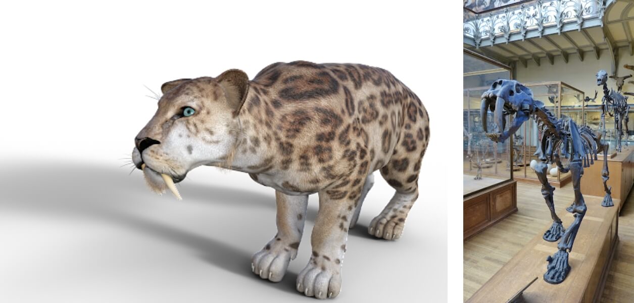 Digital Rendering of a saber toothed cat next to it'ss full skeleton