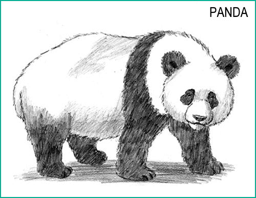 Comment Dessiner un Panda Croquis Final