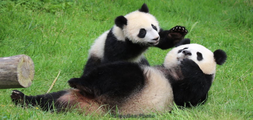 Huan Huan jouant avec Yuan Meng