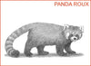Un Panda Roux en dessin