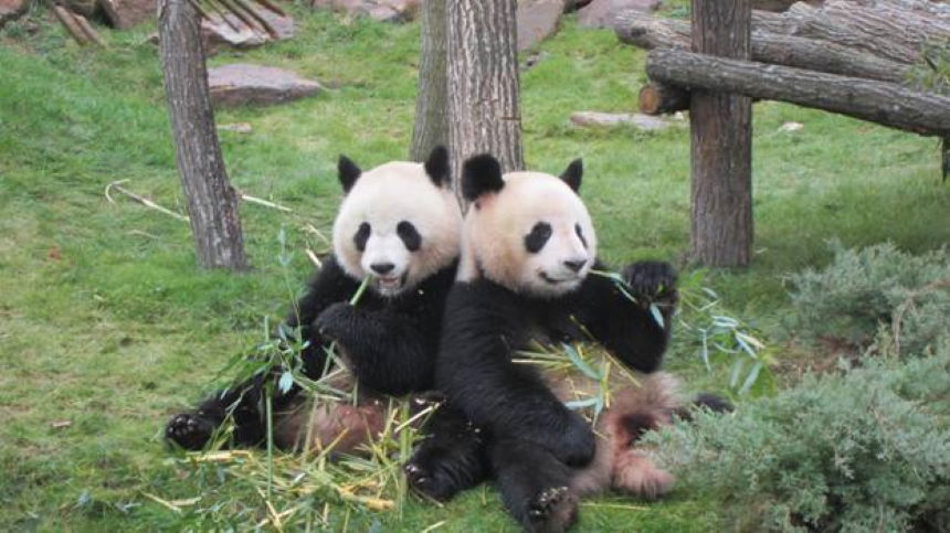 Peluche panda Yuan Zi - La Boutique du ZooParc de Beauval