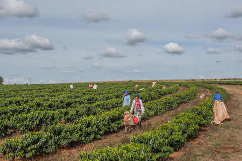 Farmers working on the coffee farm 