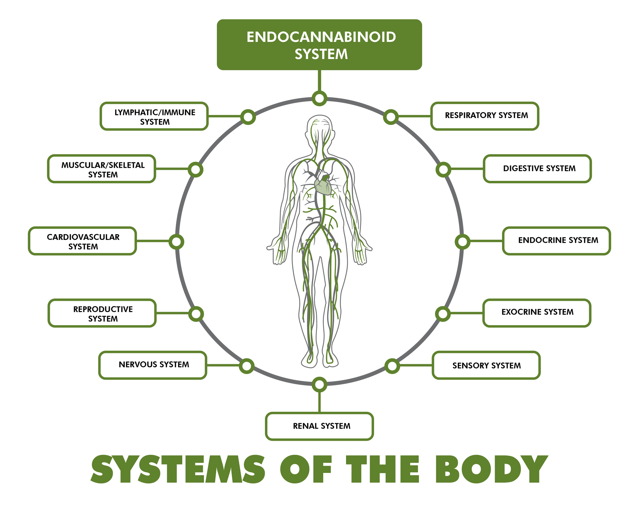 System of the Body - Human Body with Heart and blood vessels in the middle. A circle around it with with the different systems of the body. Respiratory System, Digestive System, Endorine System, Exocrine System, Sensory System, Renal System, Nervous System, Reproductive System, Cardiovascular System, Musuclar Skeletal System, Lymphatic/Immune System and Endocannabinoid System