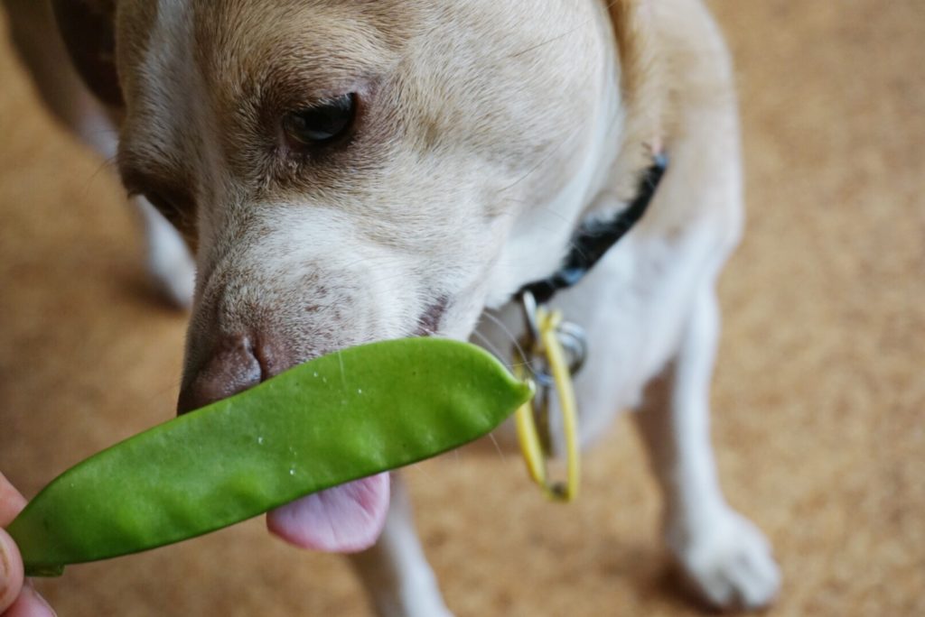 can poodles eat peas