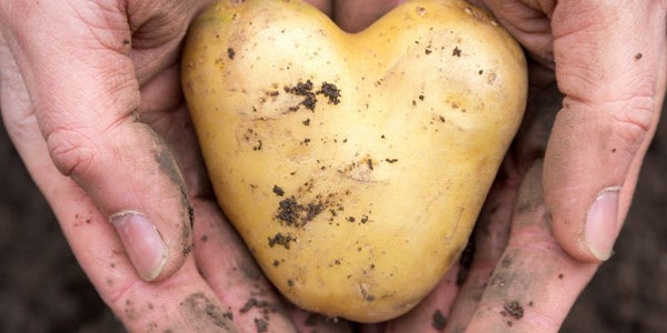 Herz aus Kartoffel mit Händen 