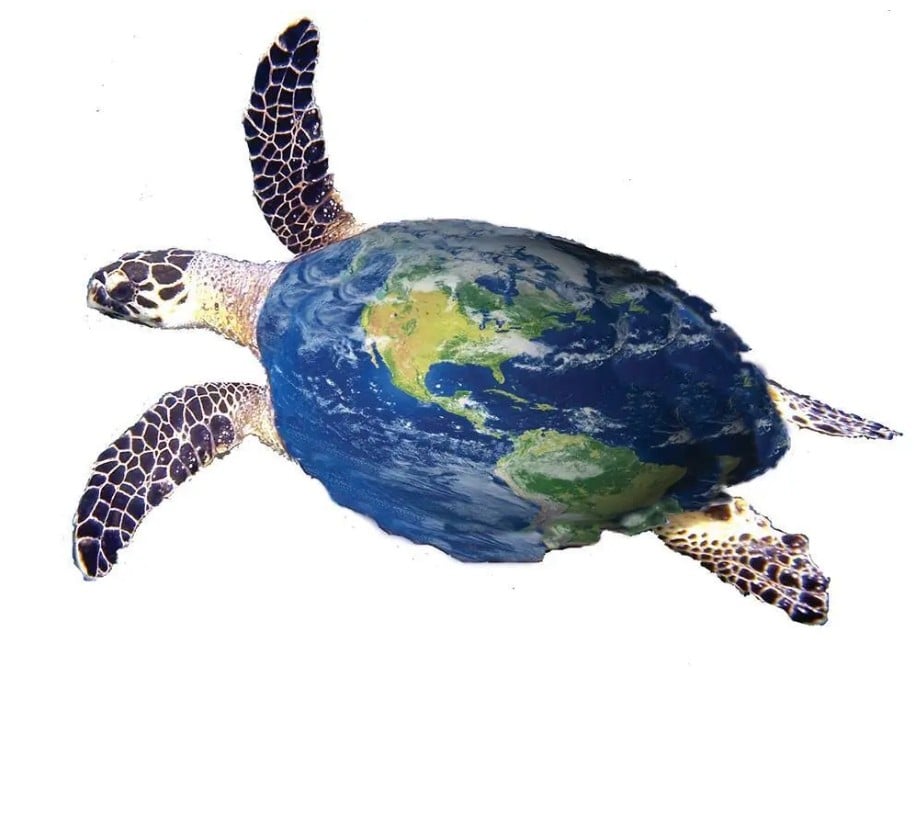 Happy World Sea Turtle Day Dorset Diving Services