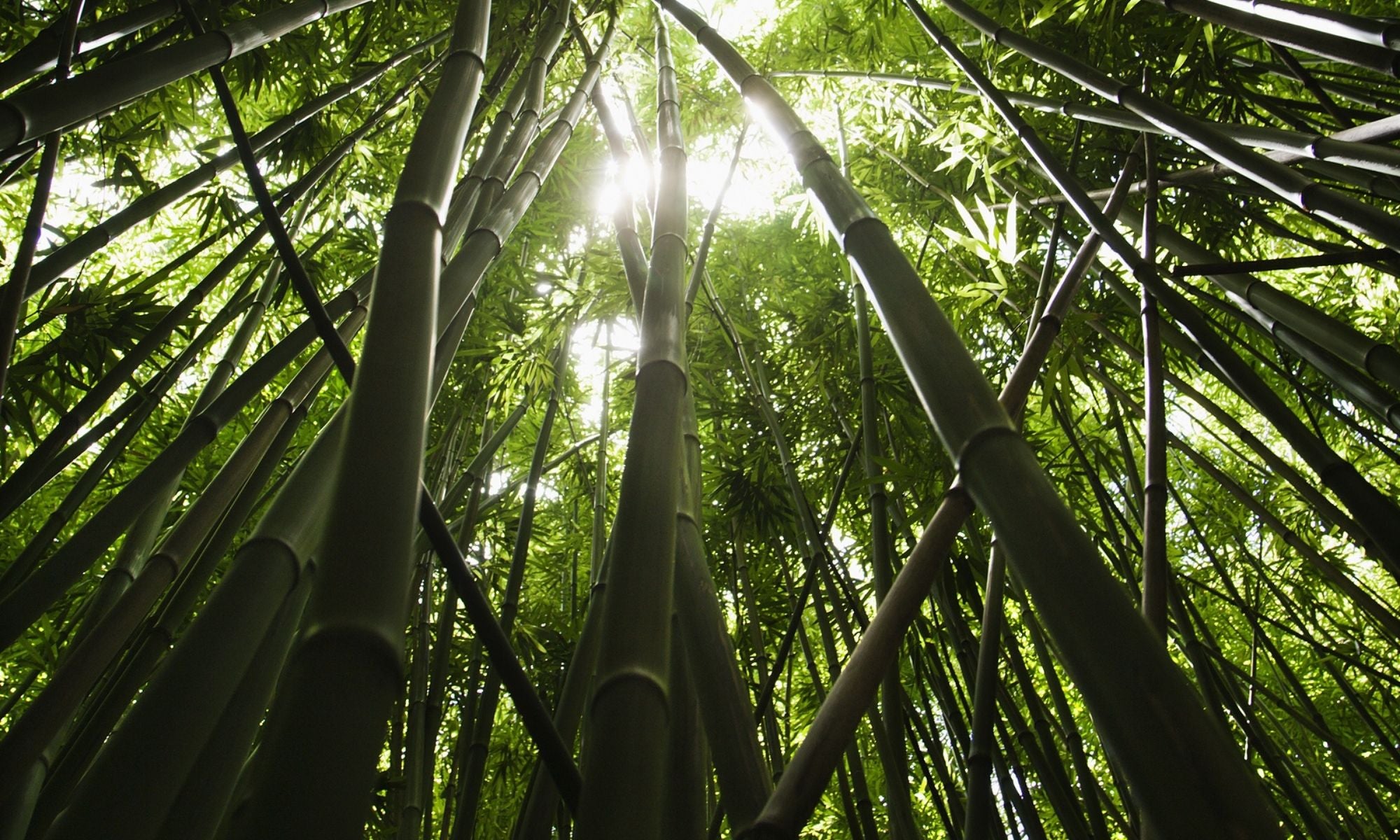 bamboo forest