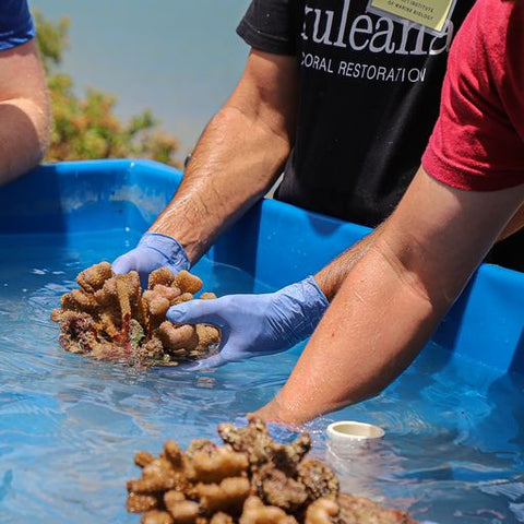 people holding coral over bucket