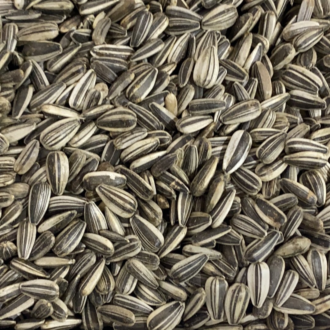 striped sunflower seeds for planting