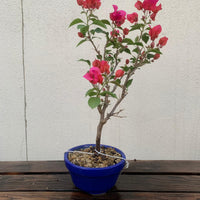 Pre-bonsai Bugambilia Shohin