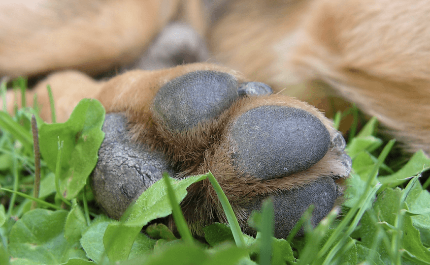 cracked dog paws remedy