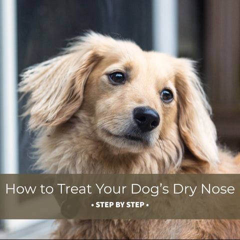 what can i put on my dogs dry nose